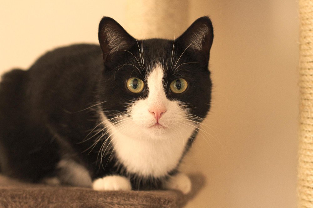 cat 16 Meowive | The Modern Cat Lifestyle Blog Shop New Cat Owner Starter Guide