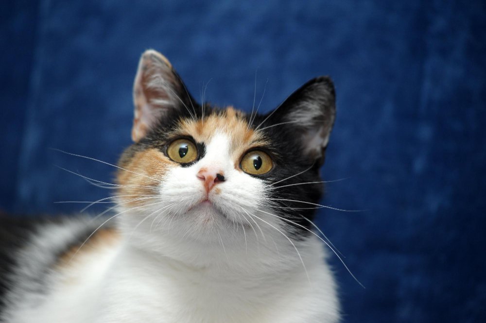 cat 17 Meowive | The Modern Cat Lifestyle Blog Shop New Cat Owner Starter Guide