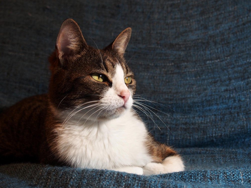 cat 21 Meowive | The Modern Cat Lifestyle Blog Shop New Cat Owner Starter Guide