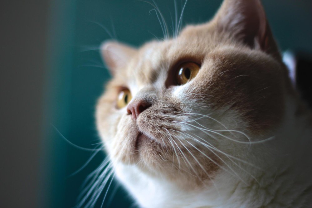 cat 6 Meowive | The Modern Cat Lifestyle Blog Shop The Ultimate Cat Care Guide