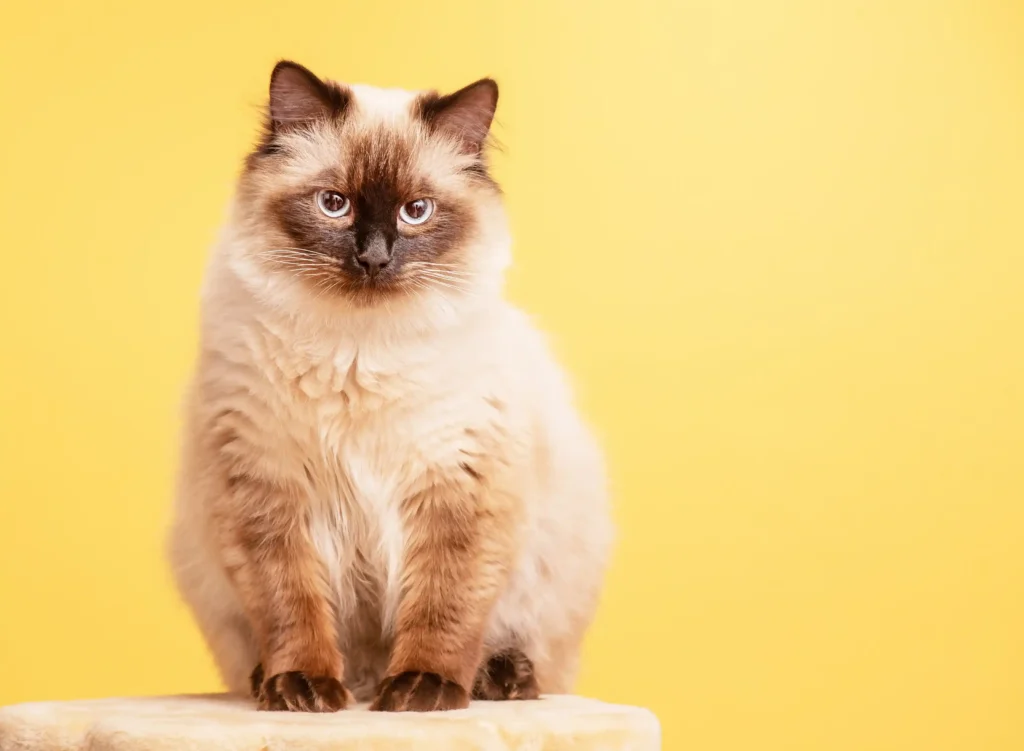 cat 24 Meowive | The Modern Cat Lifestyle Blog Shop preparing for a new cat