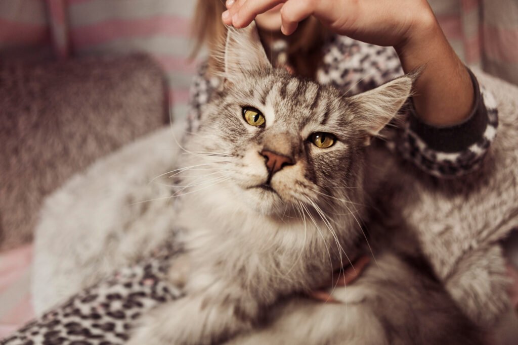 Why Do Cats Purr Meowive | The Modern Cat Lifestyle Blog Shop Why Do Cats Purr
