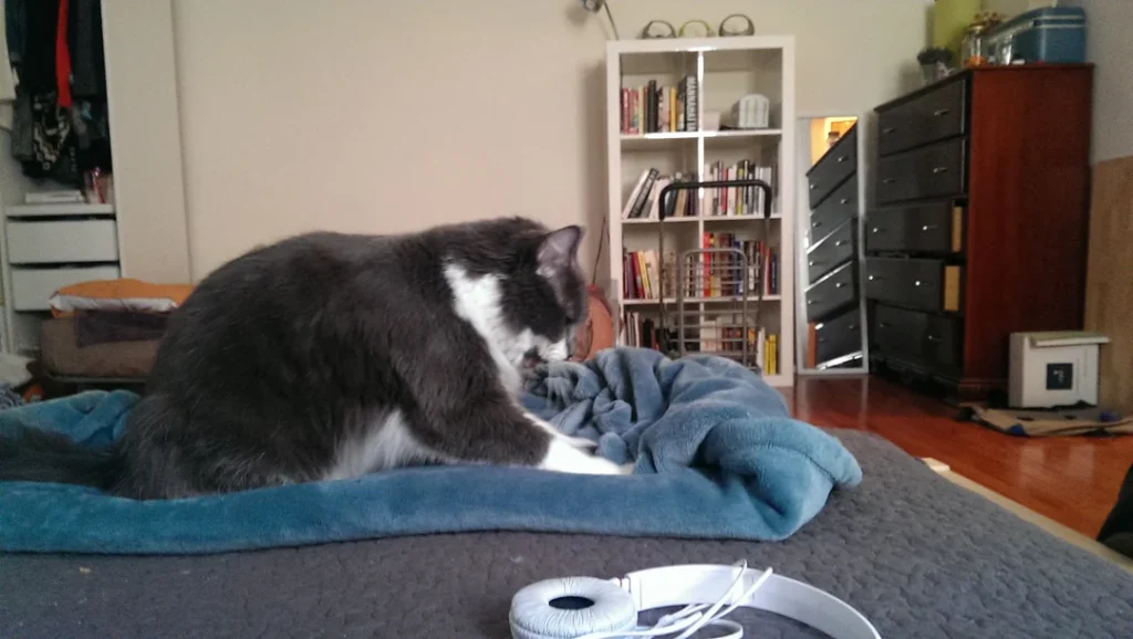 Why do cats knead blankets