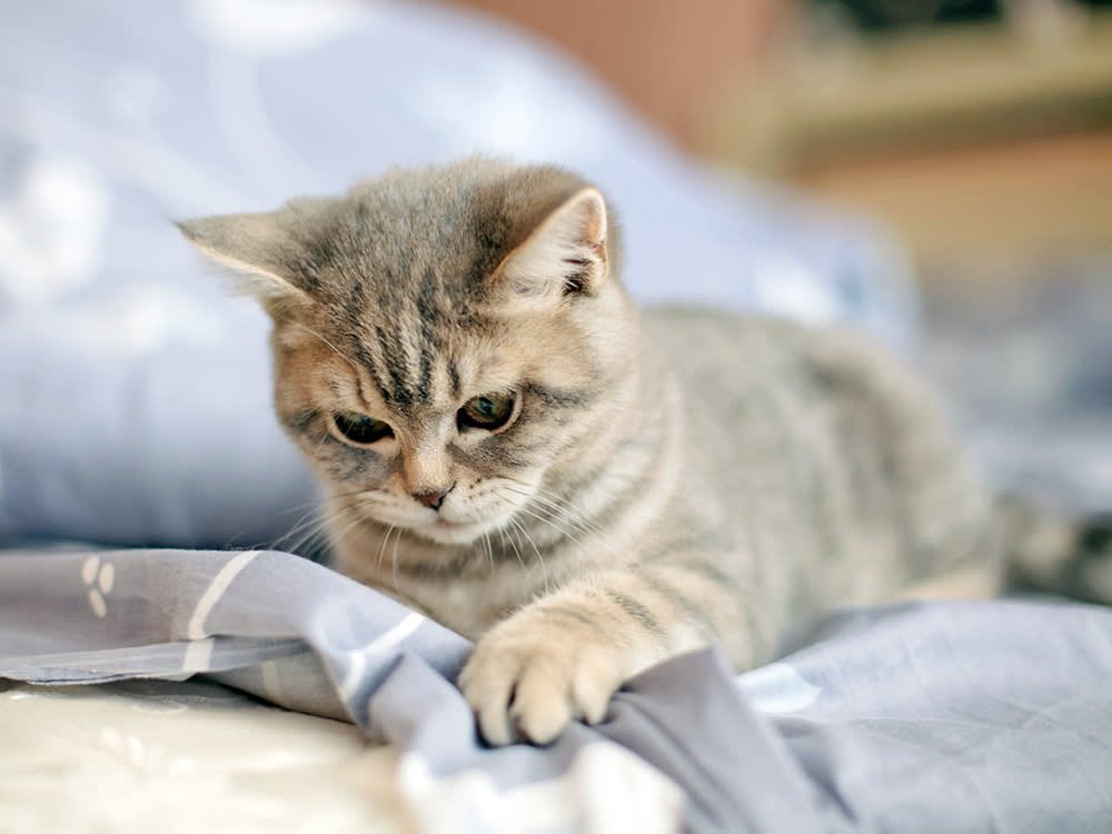 Why do cats knead blankets