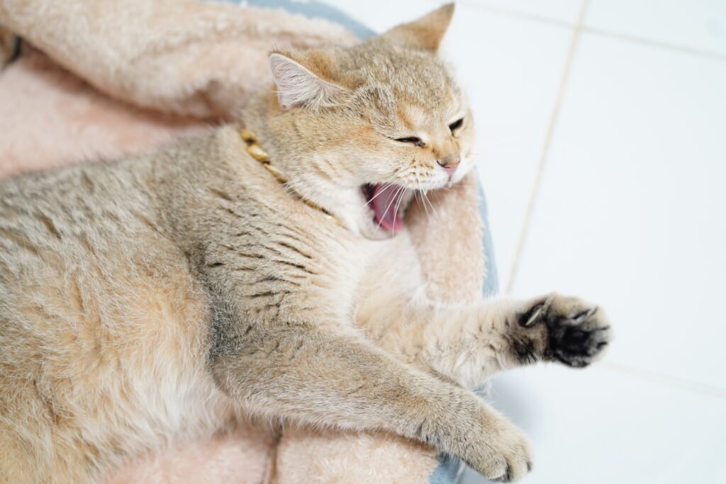 Why Do Cats Sleep So Much