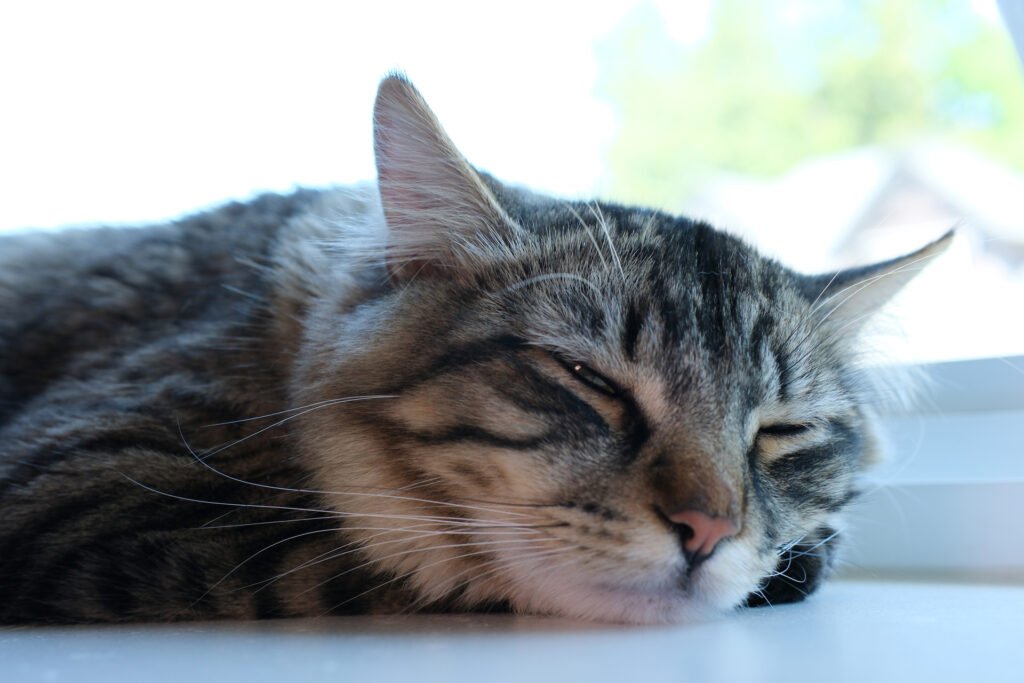 Why Do Cats Sleep So Much