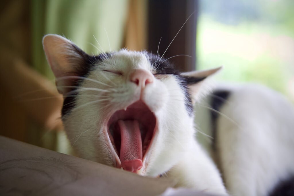 Why Do Cats Sleep So Much