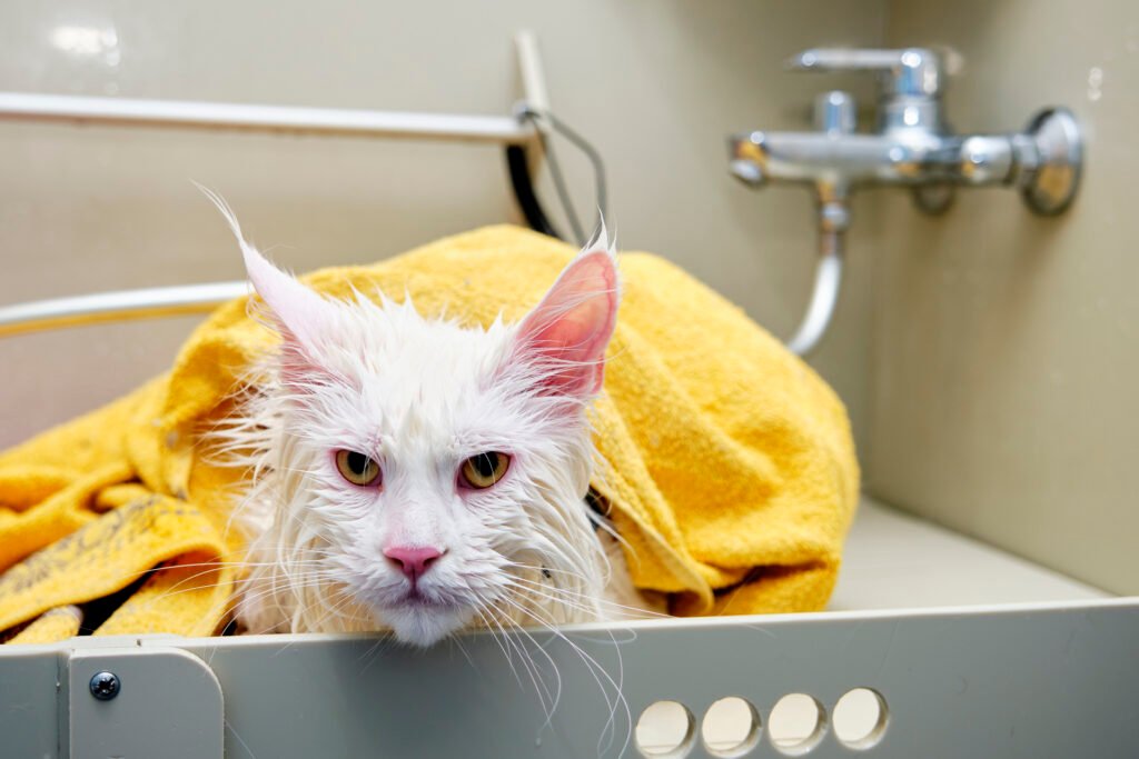 Why Do Cats Hate Water