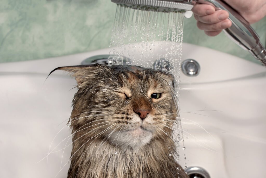 Why Do Cats Hate Water