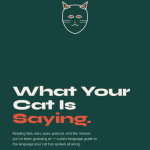 What Your Cat Is Saying