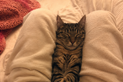 Why Does My Cat Sleep Between My Legs? 7 Real Reasons