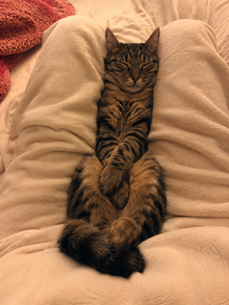 Why Does My Cat Sleep Between My Legs? 7 Real Reasons
