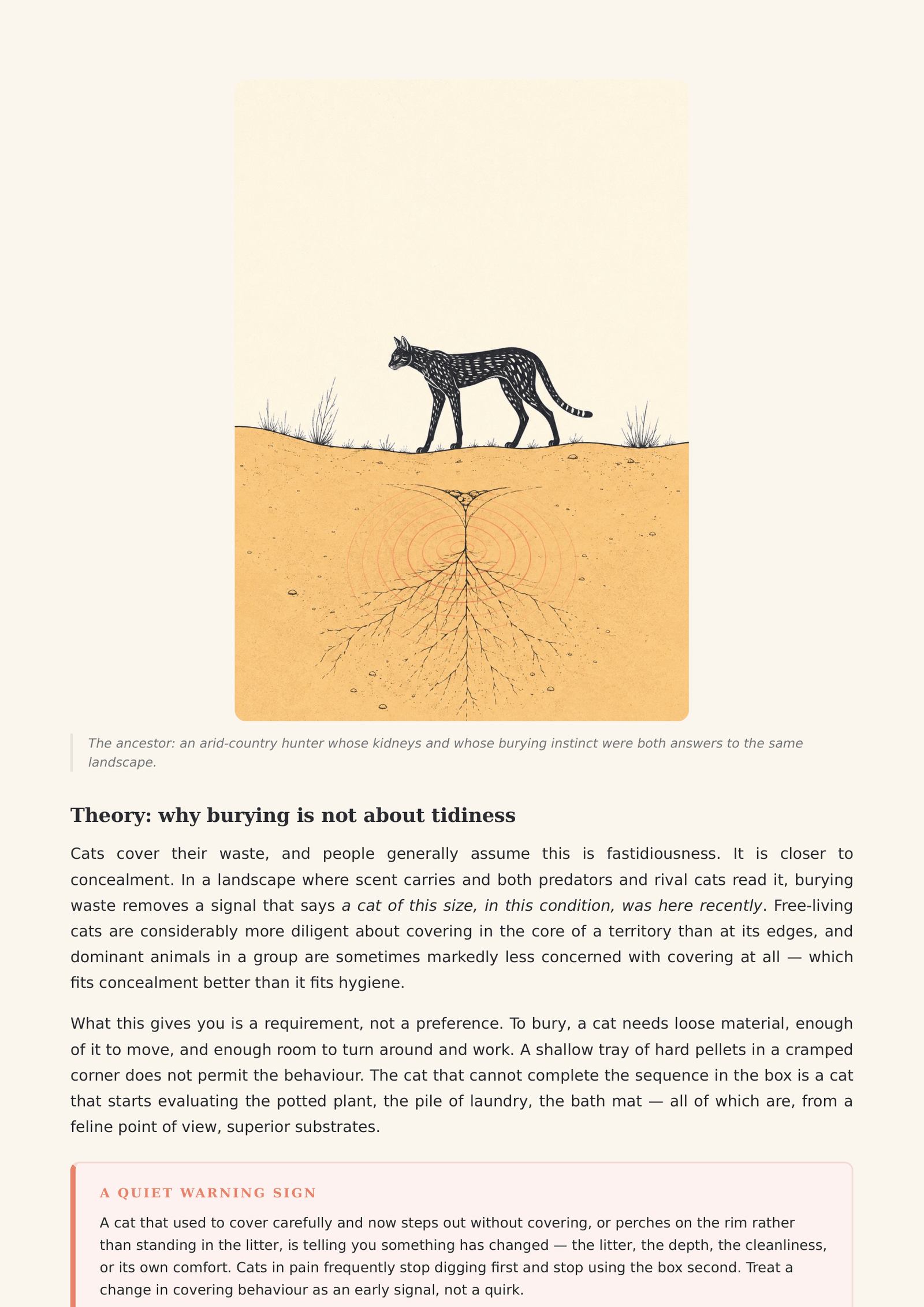 Inside the book — the desert ancestry of the domestic cat