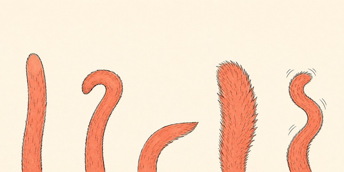 Five cat tail positions and what they mean