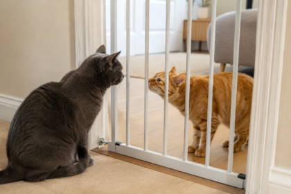 how to introduce a second cat